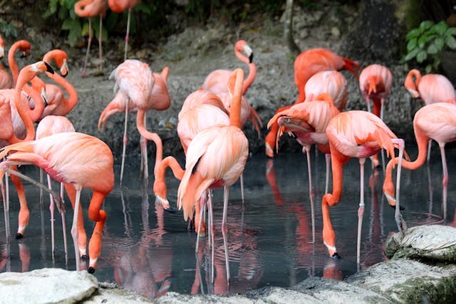 flamingo's in de Gaia Zoo